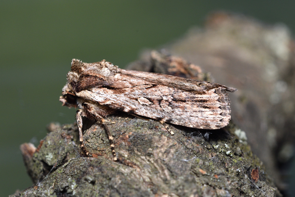 Dichagyris signifera - pompás földibagoly