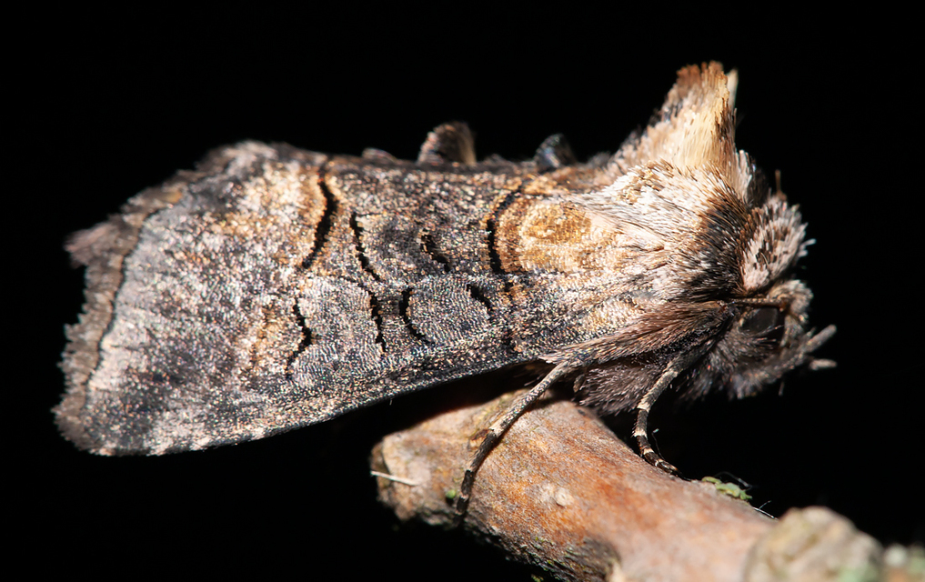 Abrostola asclepiadis - barnaövű csalánbagoly