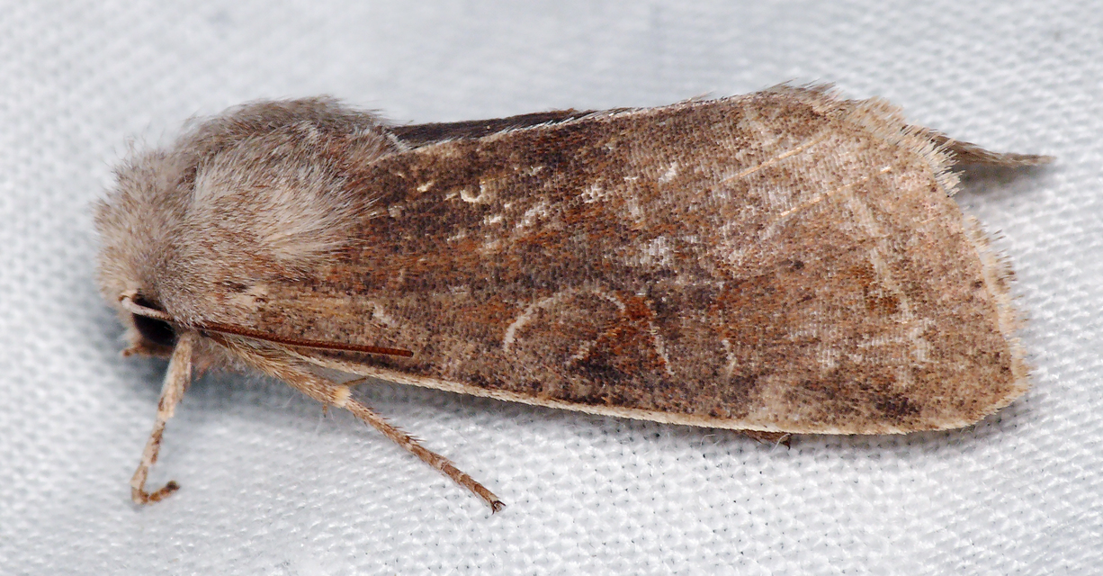 Orthosia incerta - változékony barkabagoly