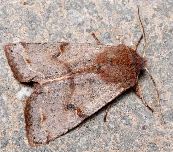 Orthosia incerta - változékony barkabagoly