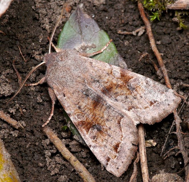 Orthosia incerta - változékony barkabagoly