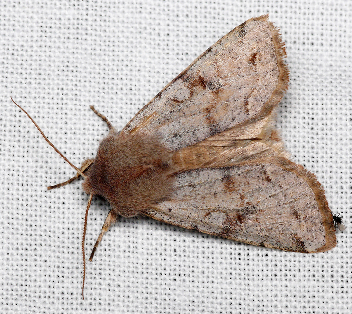 Orthosia incerta - változékony barkabagoly