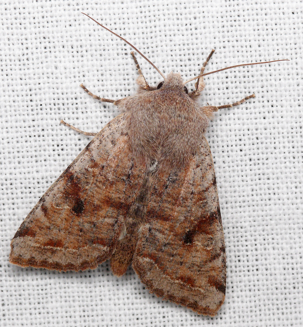 Orthosia incerta - változékony barkabagoly