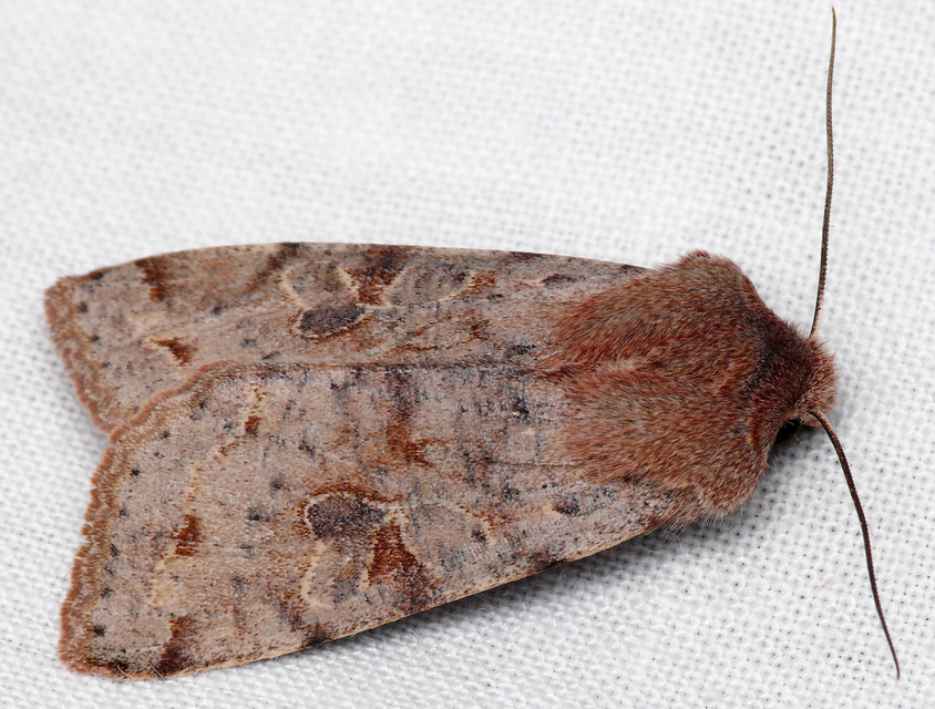 Orthosia incerta - változékony barkabagoly