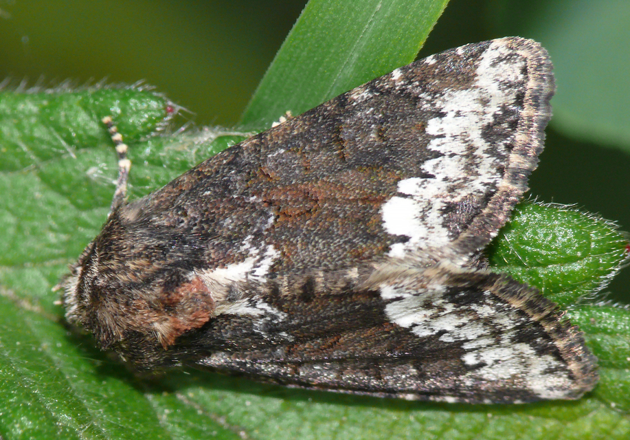 Oligia strigilis - kormos dudvabagoly