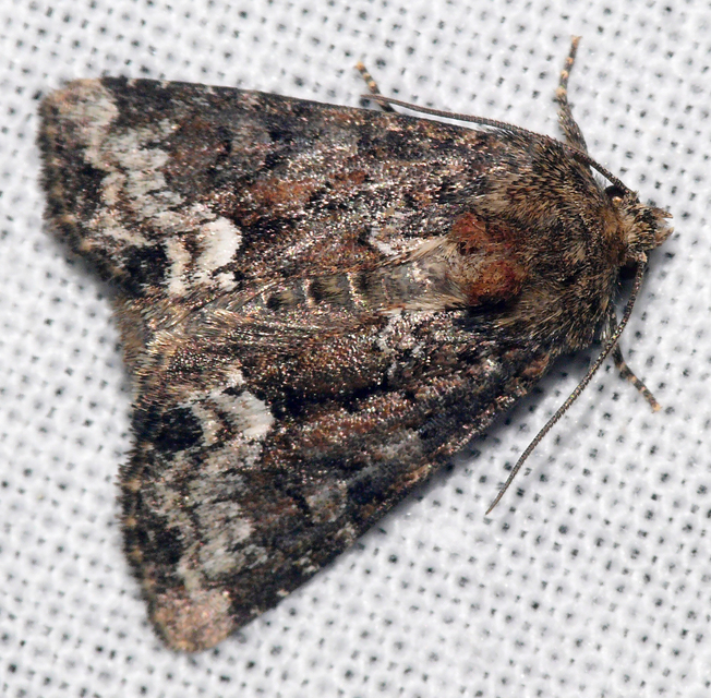 Oligia strigilis - kormos dudvabagoly