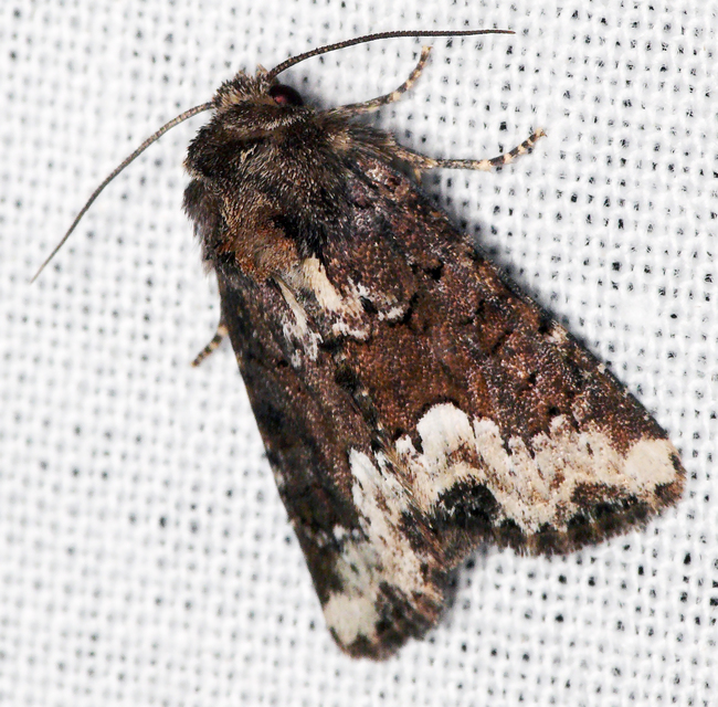 Oligia strigilis - kormos dudvabagoly
