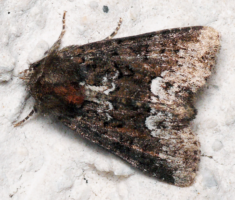 Oligia strigilis - kormos dudvabagoly