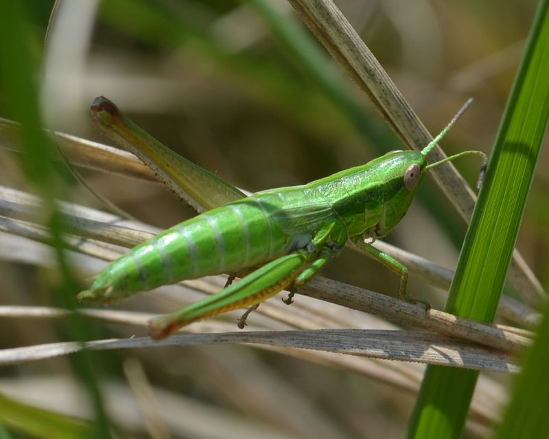 Euthystira brachyptera - smaragdzöld sáska