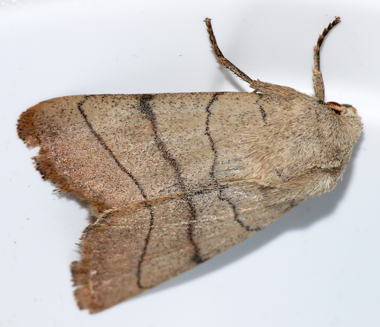 Charanyca trigrammica - háromsávos lombbagoly