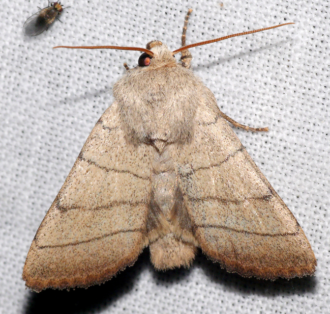 Charanyca trigrammica - háromsávos lombbagoly