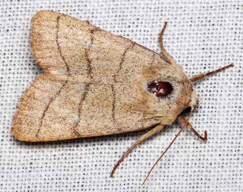 Charanyca trigrammica - háromsávos lombbagoly