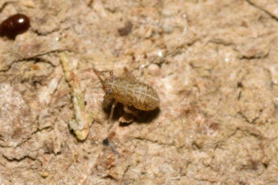 Delphacidae - sarkantyús kabócák