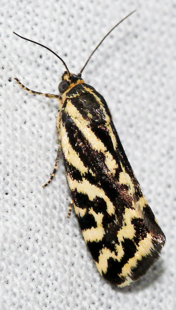 Emmelia trabealis - zebrabagoly