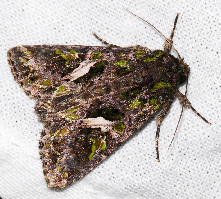 Trachea atriplicis - nyári zöldbagoly