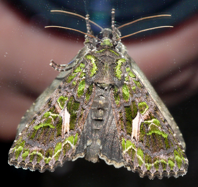 Trachea atriplicis - nyári zöldbagoly