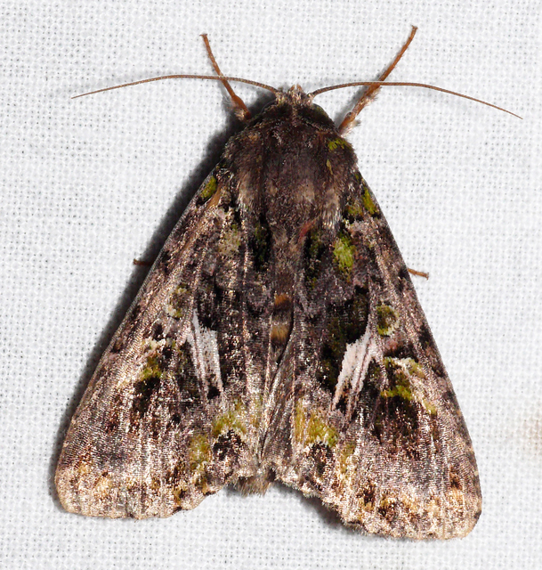 Trachea atriplicis - nyári zöldbagoly