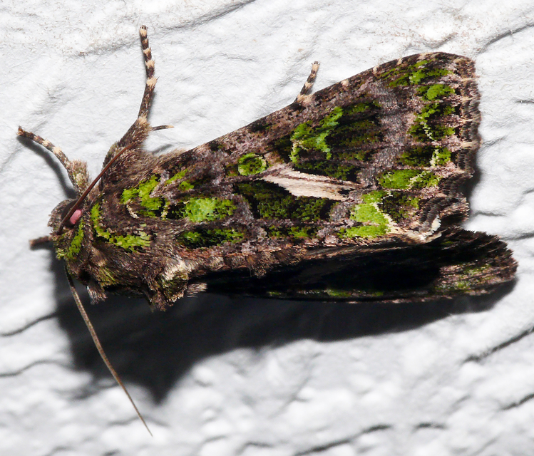 Trachea atriplicis - nyári zöldbagoly