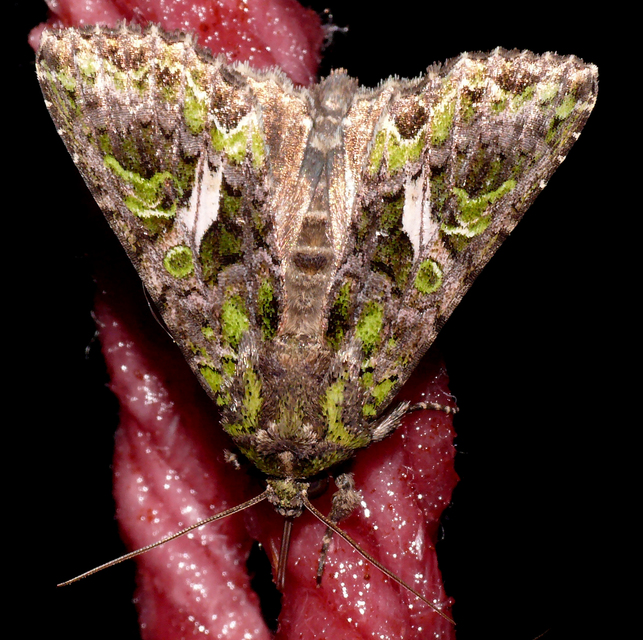 Trachea atriplicis - nyári zöldbagoly