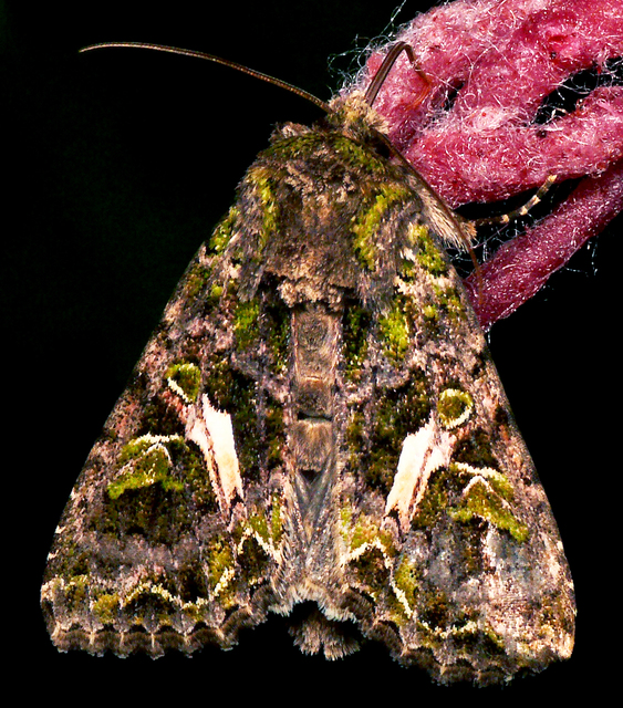 Trachea atriplicis - nyári zöldbagoly