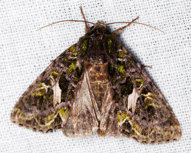 Trachea atriplicis - nyári zöldbagoly