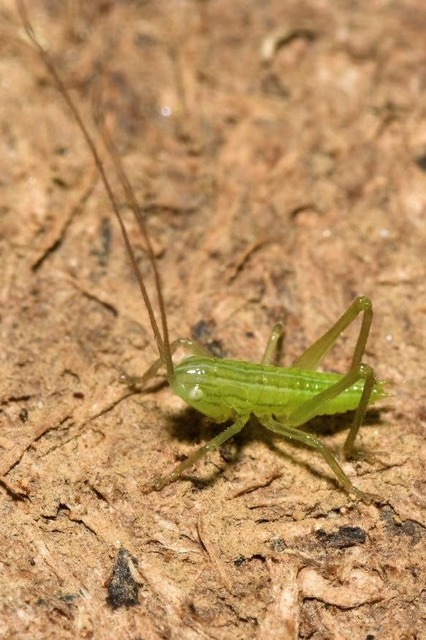 Ruspolia nitidula - nagy kúpfejűszöcske