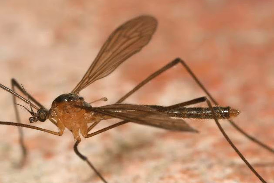 Pilaria discicollis