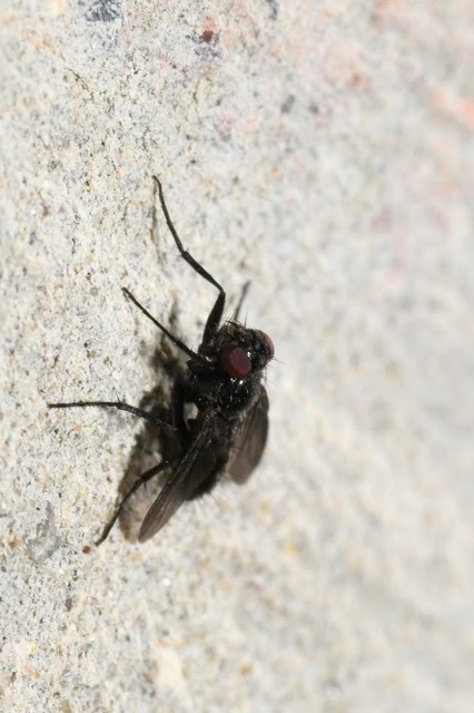Melanophora roralis