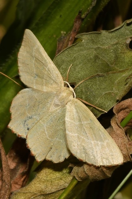 Thalera fimbrialis - csipkésszélű zöldaraszoló