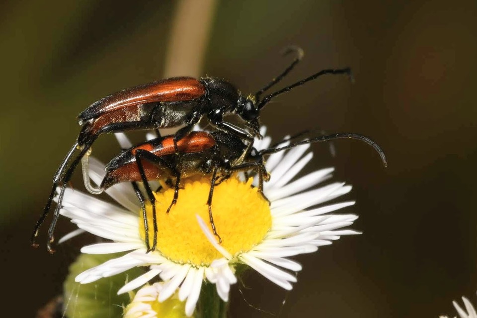 Stenurella bifasciata - kétöves karcsúcincér