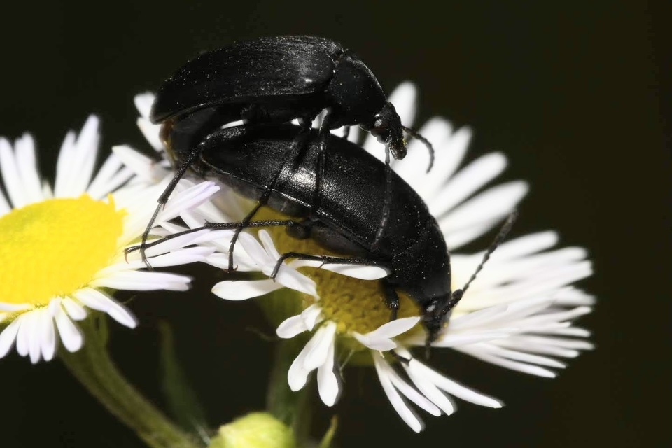 Podonta nigrita - szerecsenbogár