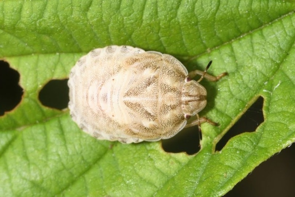 Eurygaster