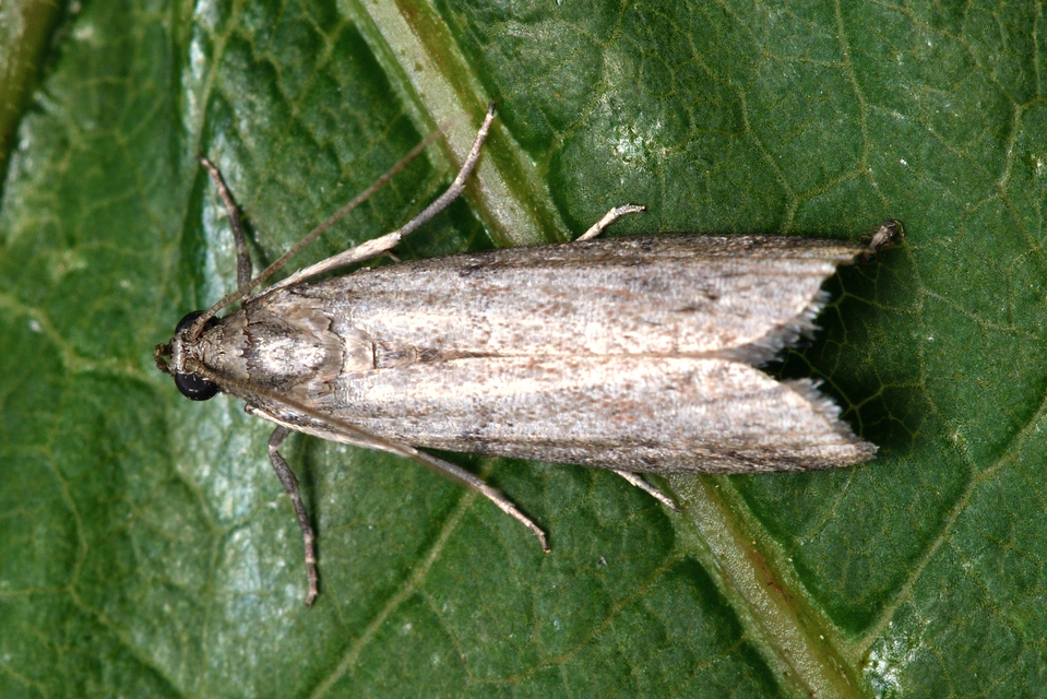 Ephestia elutella - készletmoly