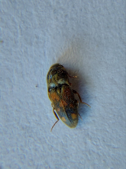 Drasterius bimaculatus - változékony pattanó