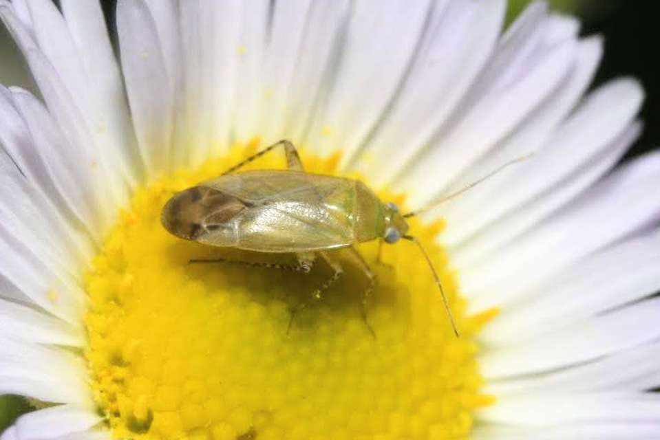Plagiognathus chrysanthemi - fakó törpepoloska Plagiognathus chrysanthemi - fakó törpepoloska