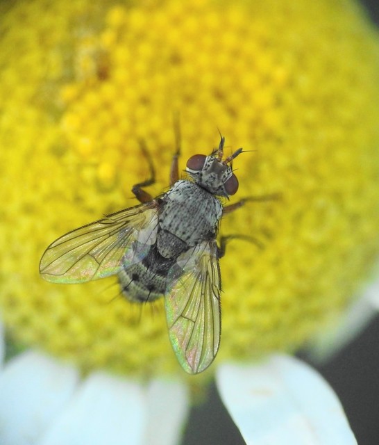Siphonini