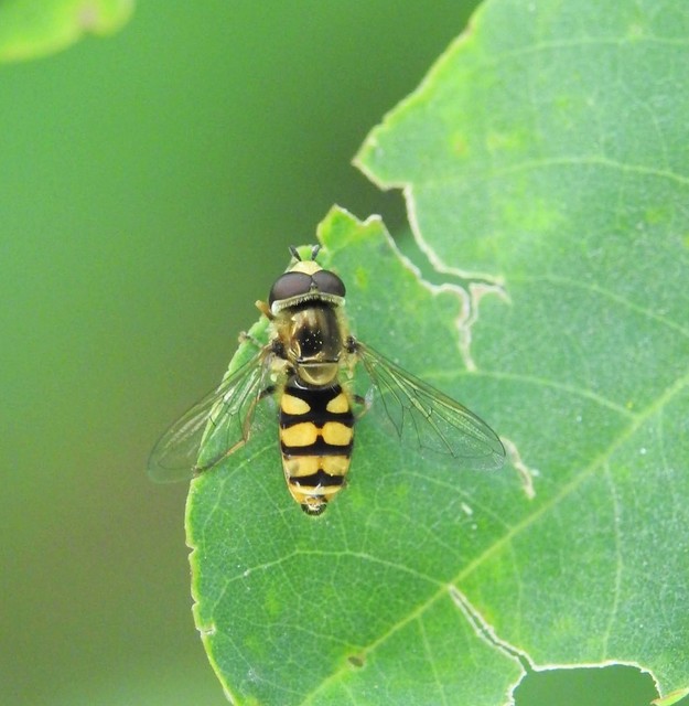 Eupeodes