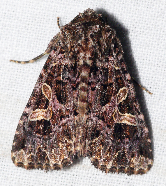 Sideridis rivularis - vörhenyes szegfűbagoly