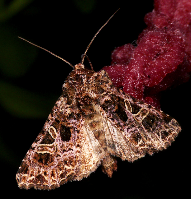 Sideridis rivularis - vörhenyes szegfűbagoly