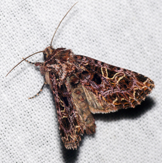 Sideridis rivularis - vörhenyes szegfűbagoly