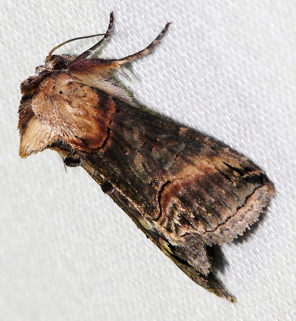 Abrostola triplasia - közönséges csalánbagoly