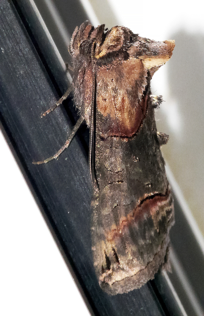 Abrostola triplasia - közönséges csalánbagoly