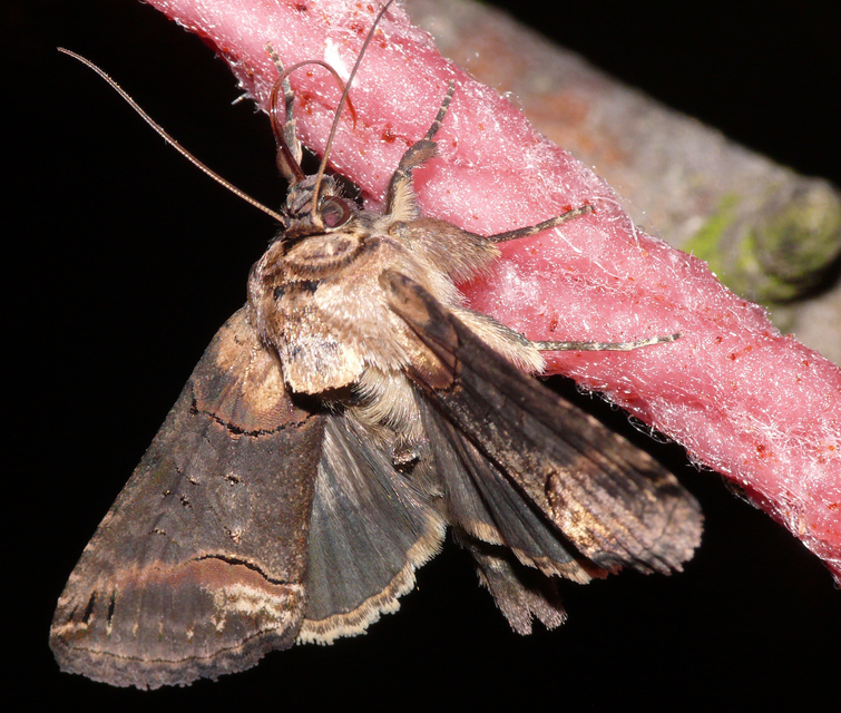 Abrostola triplasia - közönséges csalánbagoly