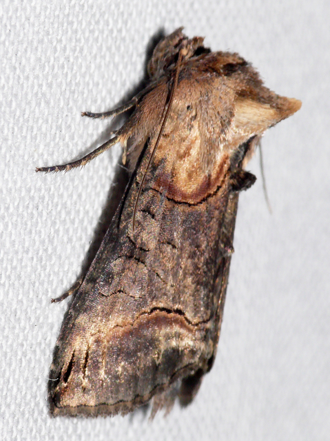 Abrostola triplasia - közönséges csalánbagoly
