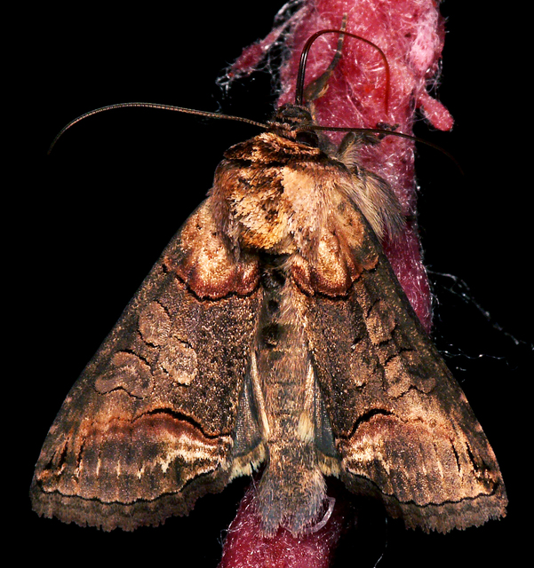 Abrostola triplasia - közönséges csalánbagoly