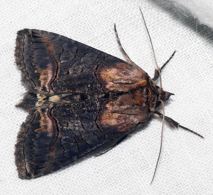 Abrostola triplasia - közönséges csalánbagoly