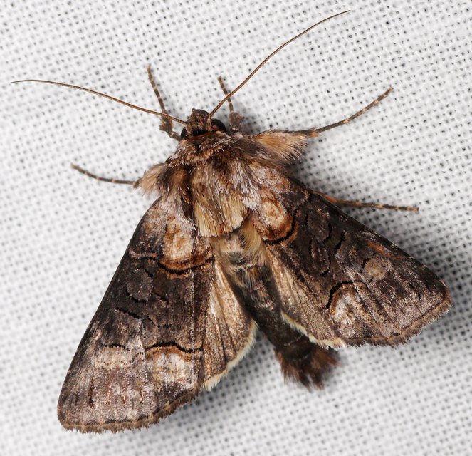 Abrostola asclepiadis - barnaövű csalánbagoly