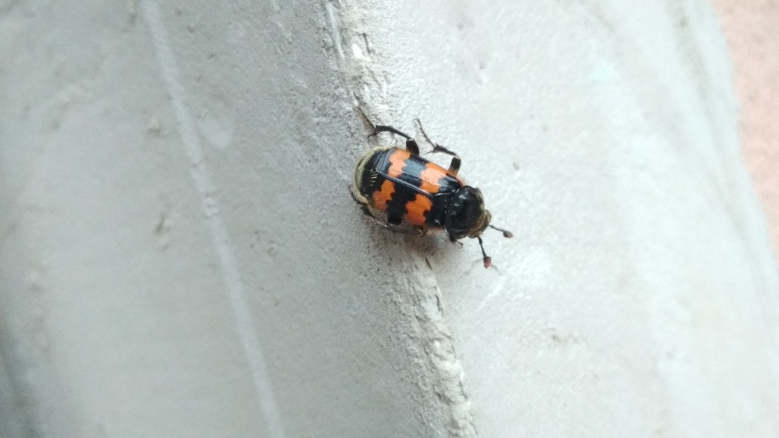 Nicrophorus vespillo - közönséges temetőbogár