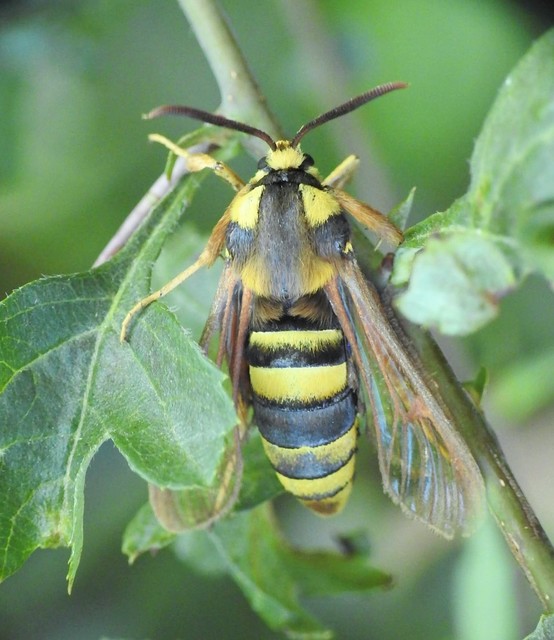 Sesia apiformis - darázslepke