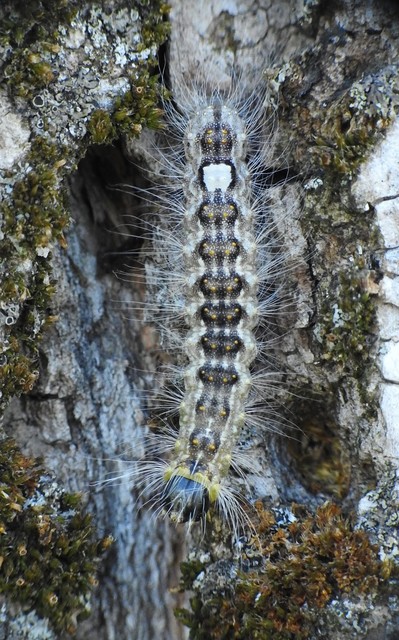 Acronicta megacephala - nagyfejű szigonyosbagoly
